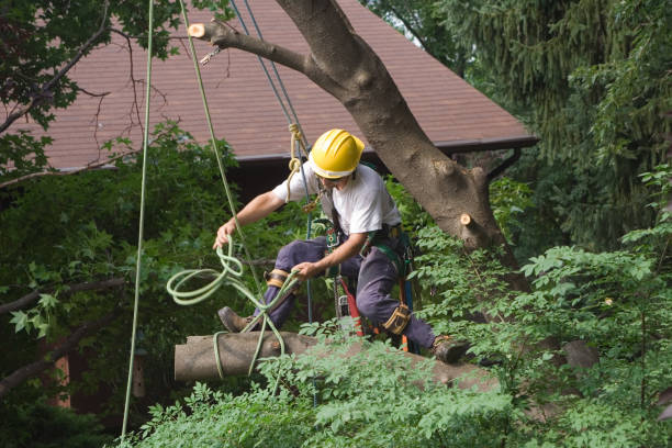 Best Root Management and Removal  in Colwich, KS